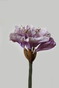 Lila amaryllis (hölgyliliom)