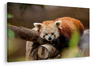 Vörös panda képe (90x60 cm)