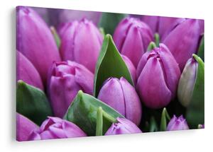Kép - tulipánok (90x60 cm)