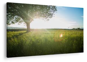 Nyári rét képe (90x60 cm)
