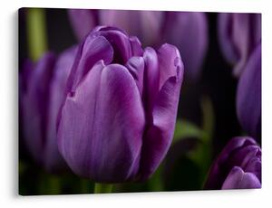 Tulipán vírág képe (70x50 cm)