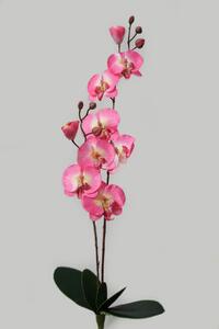 Halvány rózsaszín két szárú mű orchidea 67cm