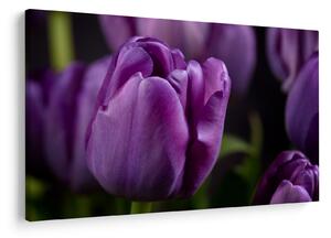 Tulipán vírág képe (90x60 cm)