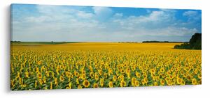 Kép - napraforgó (120x50 cm)