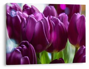 Tulipán képe (70x50 cm)