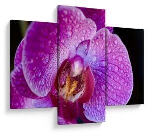 Részletes kép az orchidea virágról (90x60 cm)