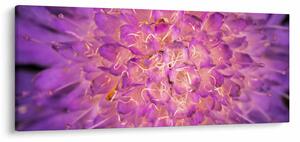 Részletes virágkép (120x50 cm)