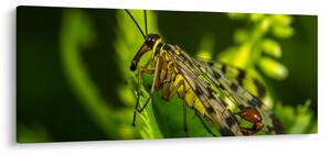 Rovar képe (120x50 cm)