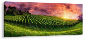 Szőlőskert és a színes égbolt képe (120x50 cm)