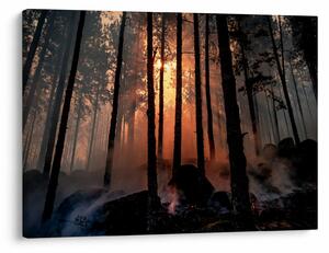 Sötét erdő képe (70x50 cm)