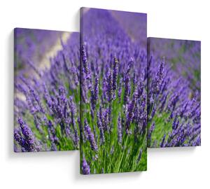 Kép - levandula (90x60 cm)