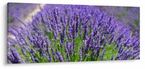 Kép - levandula (120x50 cm)