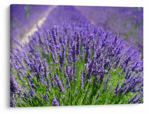 Kép - levandula (70x50 cm)