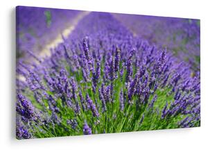 Kép - levandula (90x60 cm)