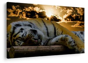 Alvó tigris képe (90x60 cm)