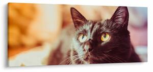 Fekete macska képe (120x50 cm)