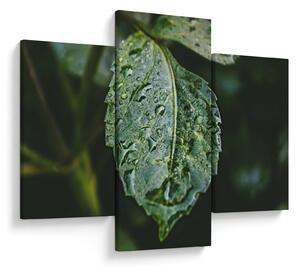 Kép - cseppek a levelen (90x60 cm)