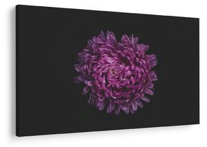 Lila virág képe (90x60 cm)