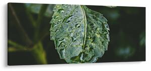 Kép - cseppek a levelen (120x50 cm)