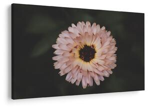 Narancsságra virág képe (90x60 cm)