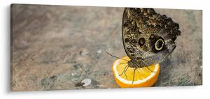 Pillangó képe (120x50 cm)