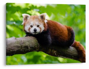 A vörös panda képe (70x50 cm)