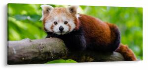 A vörös panda képe (120x50 cm)