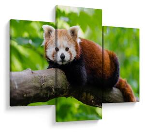 A vörös panda képe (90x60 cm)