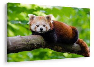 A vörös panda képe (90x60 cm)