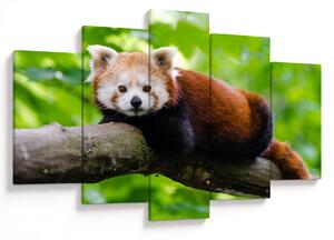 A vörös panda képe (150x105 cm)