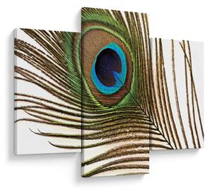 Pávatoll képe (90x60 cm)