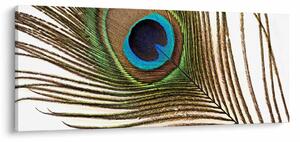 Pávatoll képe (120x50 cm)