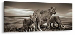 Fekete fehér tigris képe (120x50 cm)