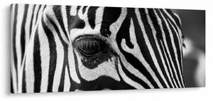 Zebra képe (120x50 cm)