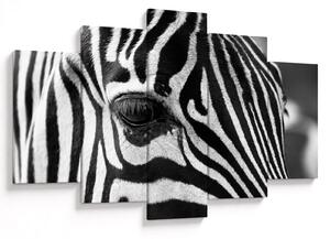 Zebra képe (150x105 cm)