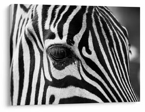 Zebra képe (70x50 cm)