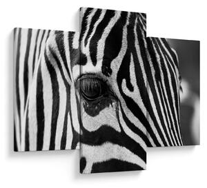 Zebra képe (90x60 cm)