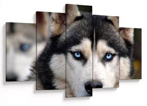 Husky kutya kép (150x105 cm)