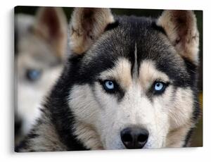 Husky kutya kép (70x50 cm)