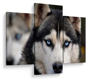 Husky kutya kép (90x60 cm)