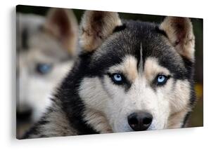 Husky kutya kép (90x60 cm)