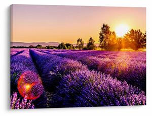 Levandula mező képe (70x50 cm)