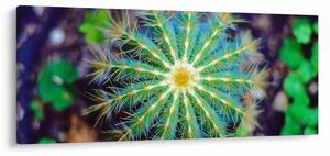 Kaktusz kép (120x50 cm)