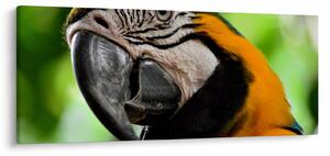 Papagáj képe (120x50 cm)