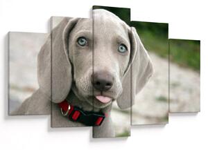 Kép - weimaraner kölyökkutya (150x105 cm)