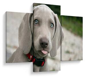 Kép - weimaraner kölyökkutya (90x60 cm)