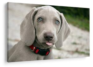 Kép - weimaraner kölyökkutya (90x60 cm)