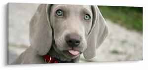 Kép - weimaraner kölyökkutya (120x50 cm)