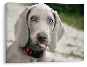 Kép - weimaraner kölyökkutya (70x50 cm)