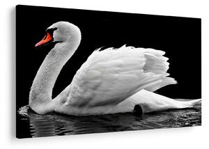 Fekete-fehér hattyúk képe (90x60 cm)